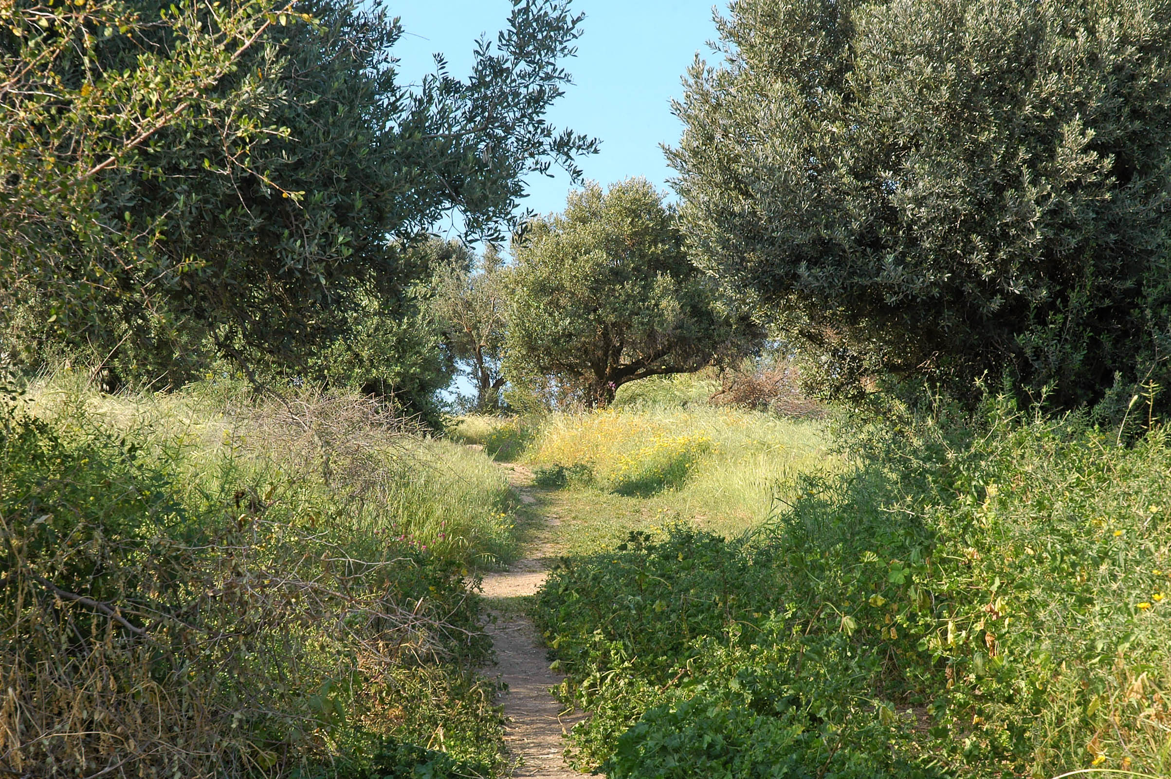 Mount of Beatitudes path through olive grove