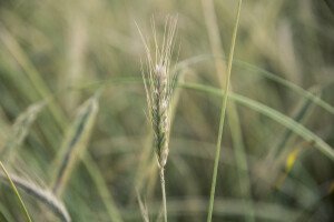 Green Wheat Closeup (2)