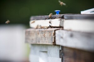 Honey Bees Hive