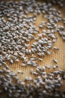 Honey Bees Hive
