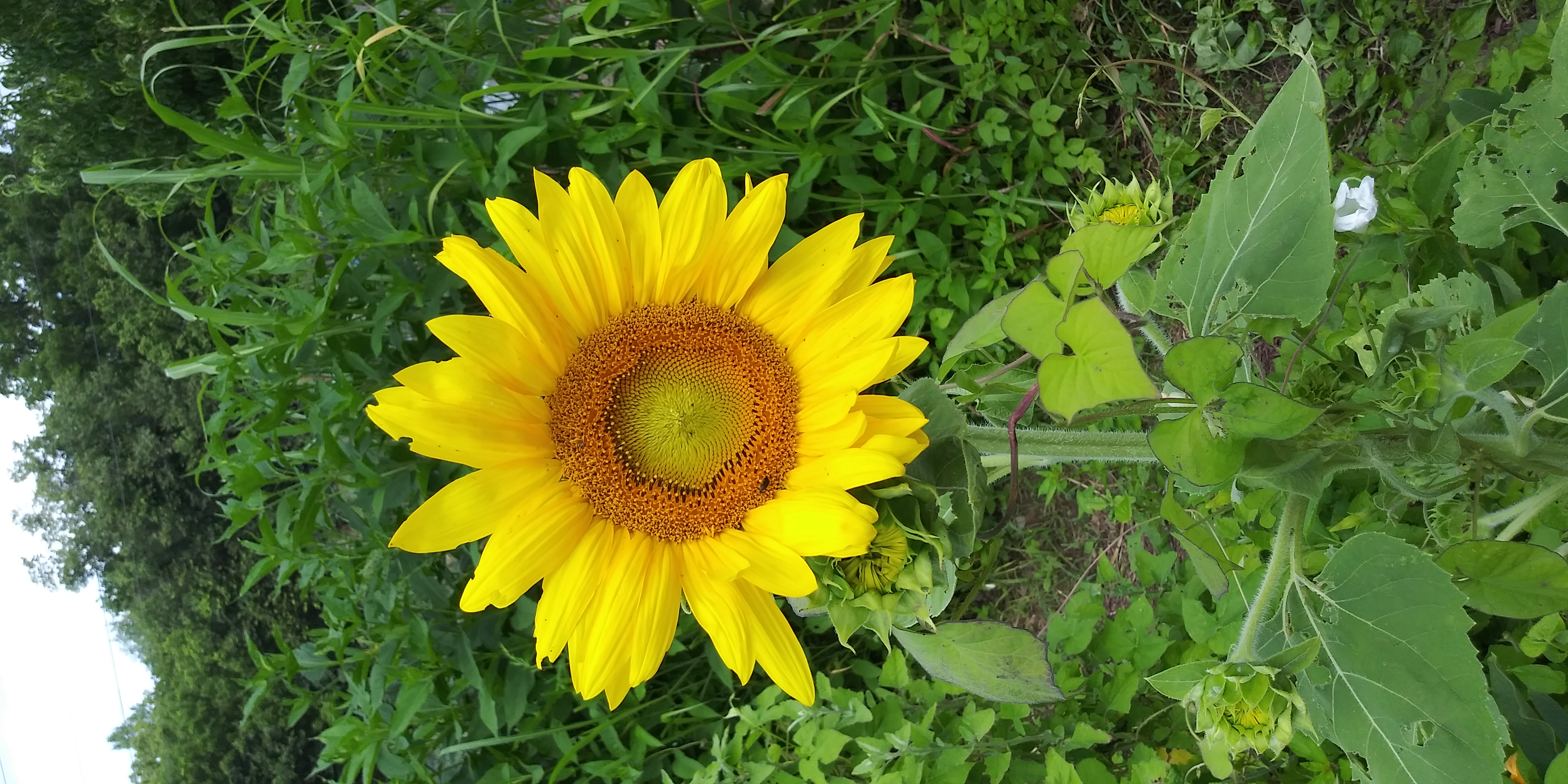 Photo of a beautiful yellow sunflower in front of a green garden background.
