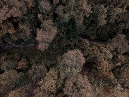 Trees
