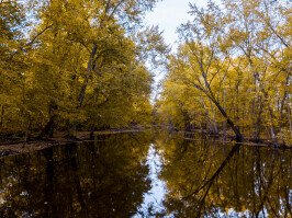 Fall River Stream Trees