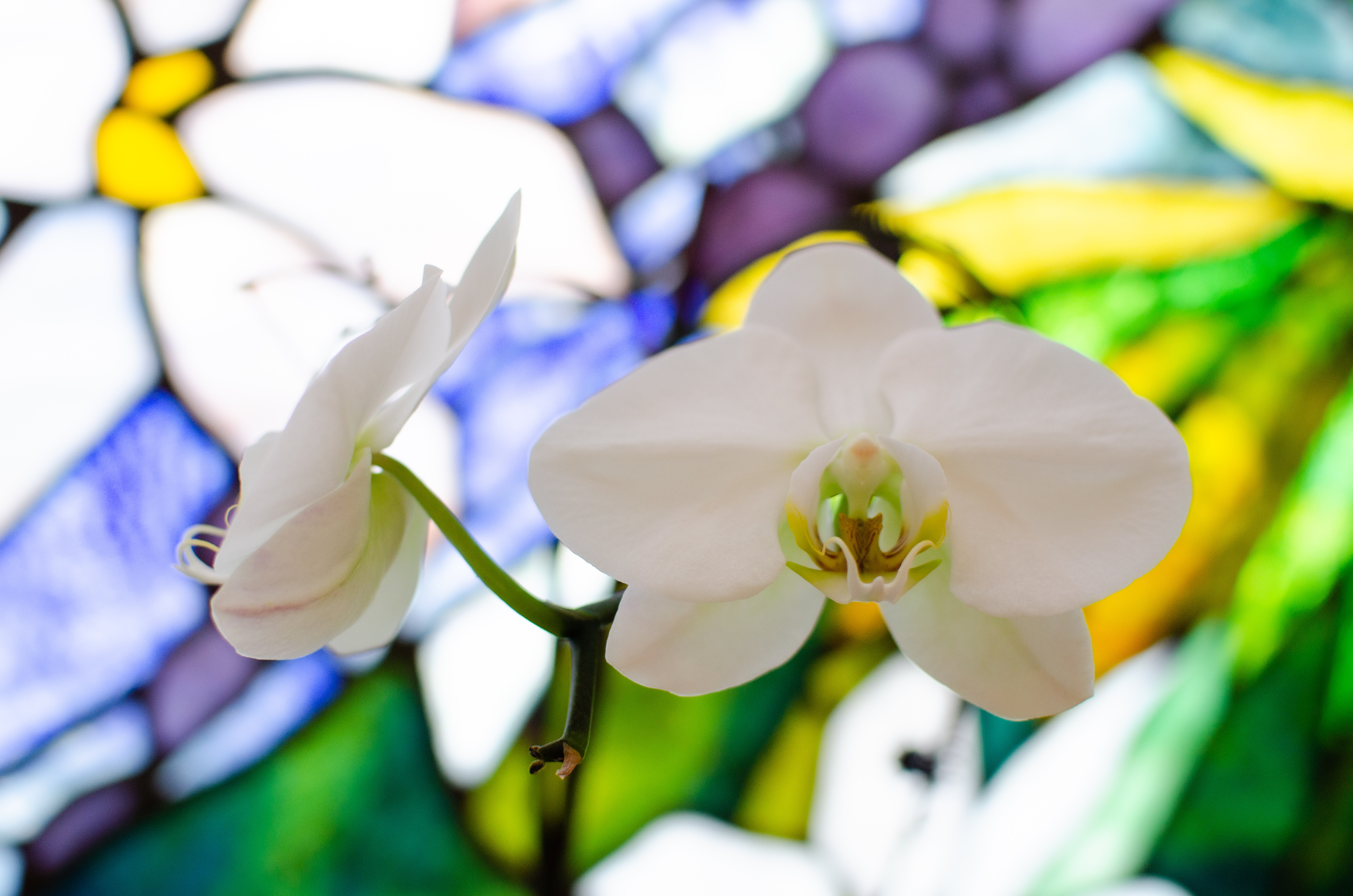 Orchids