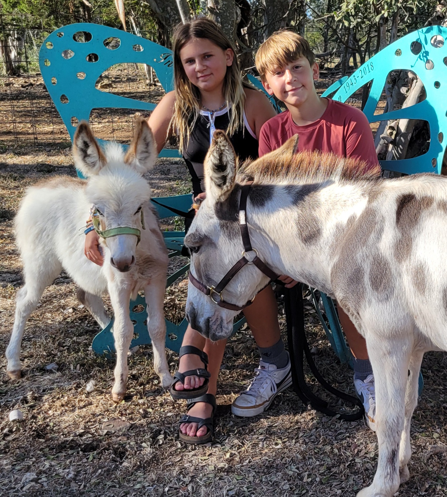 Donkeys at the Fall Festival