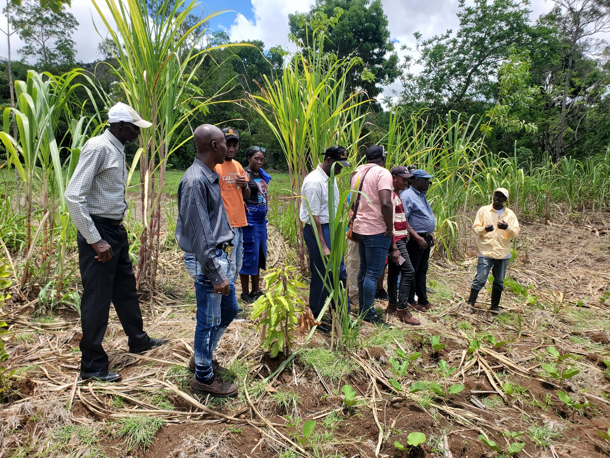 Haitian farmers teaching each other in a sugar cane field.